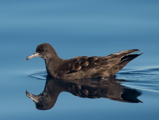 Seabird Monitoring